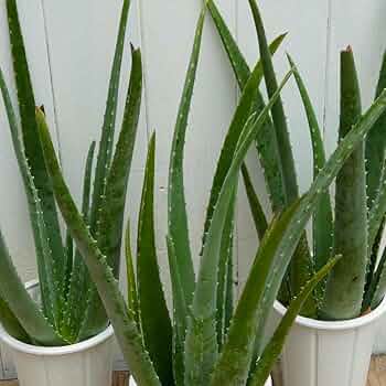 Amazon.co.jp: アロエ ベラ 苗 4号鉢 1鉢 鉢植え 全高60cm 多肉